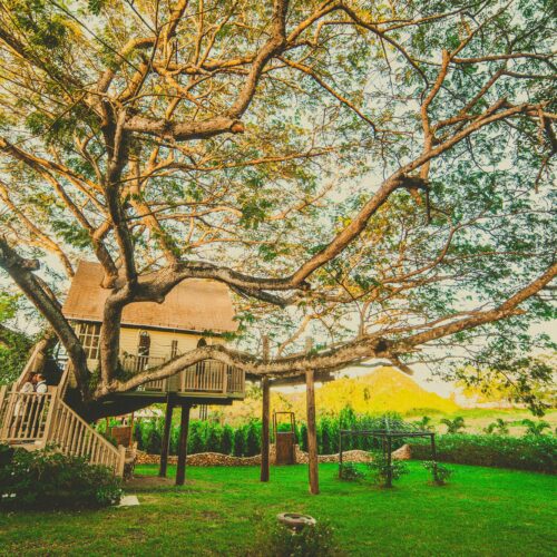 Powrót do natury – Przeżyj niesamowitą przygodę w domkach na drzewach w Dolinie Charlotty